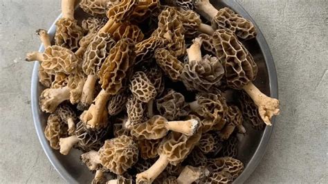 himalayan morrel mushrooms recipe.